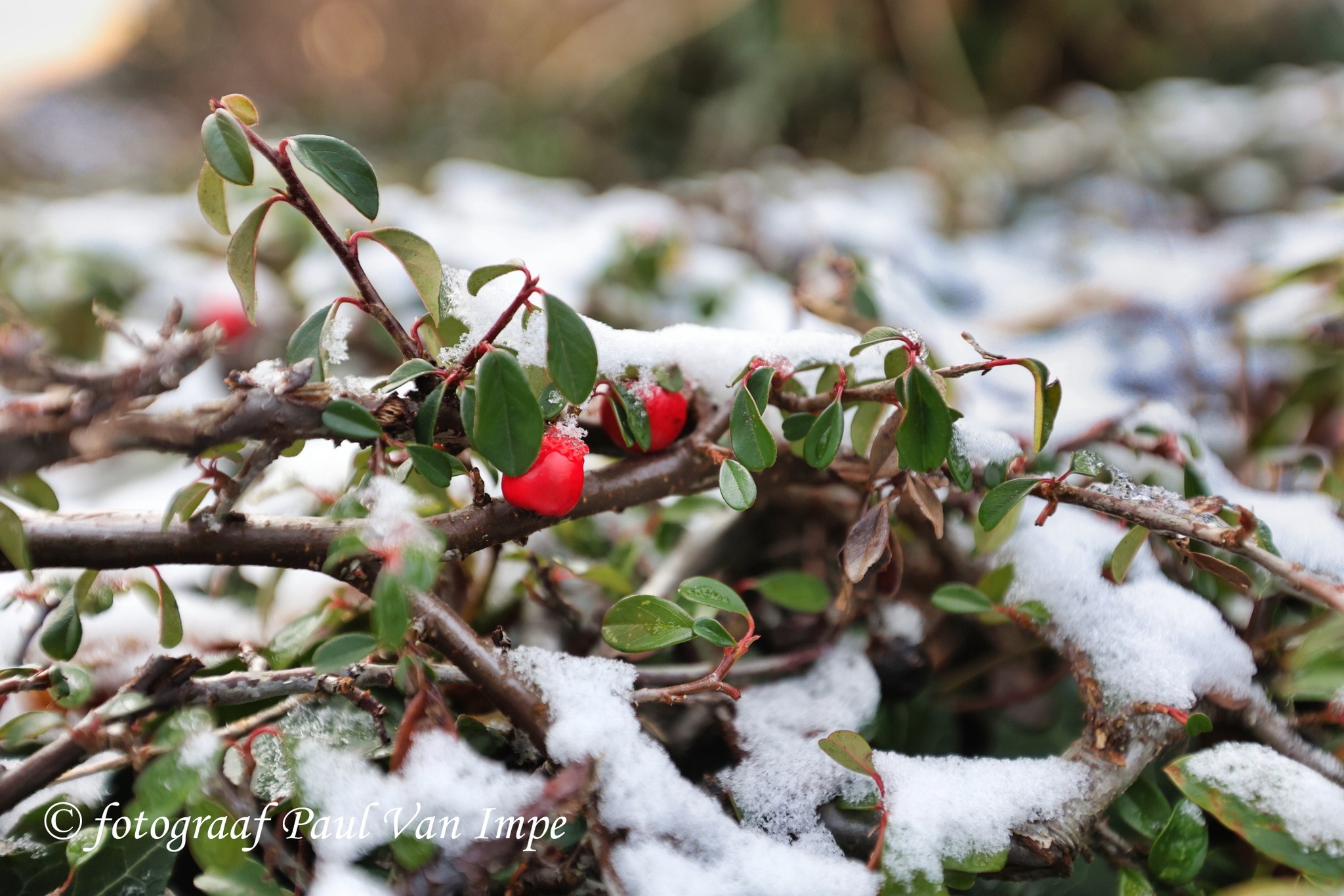Natuur 6
