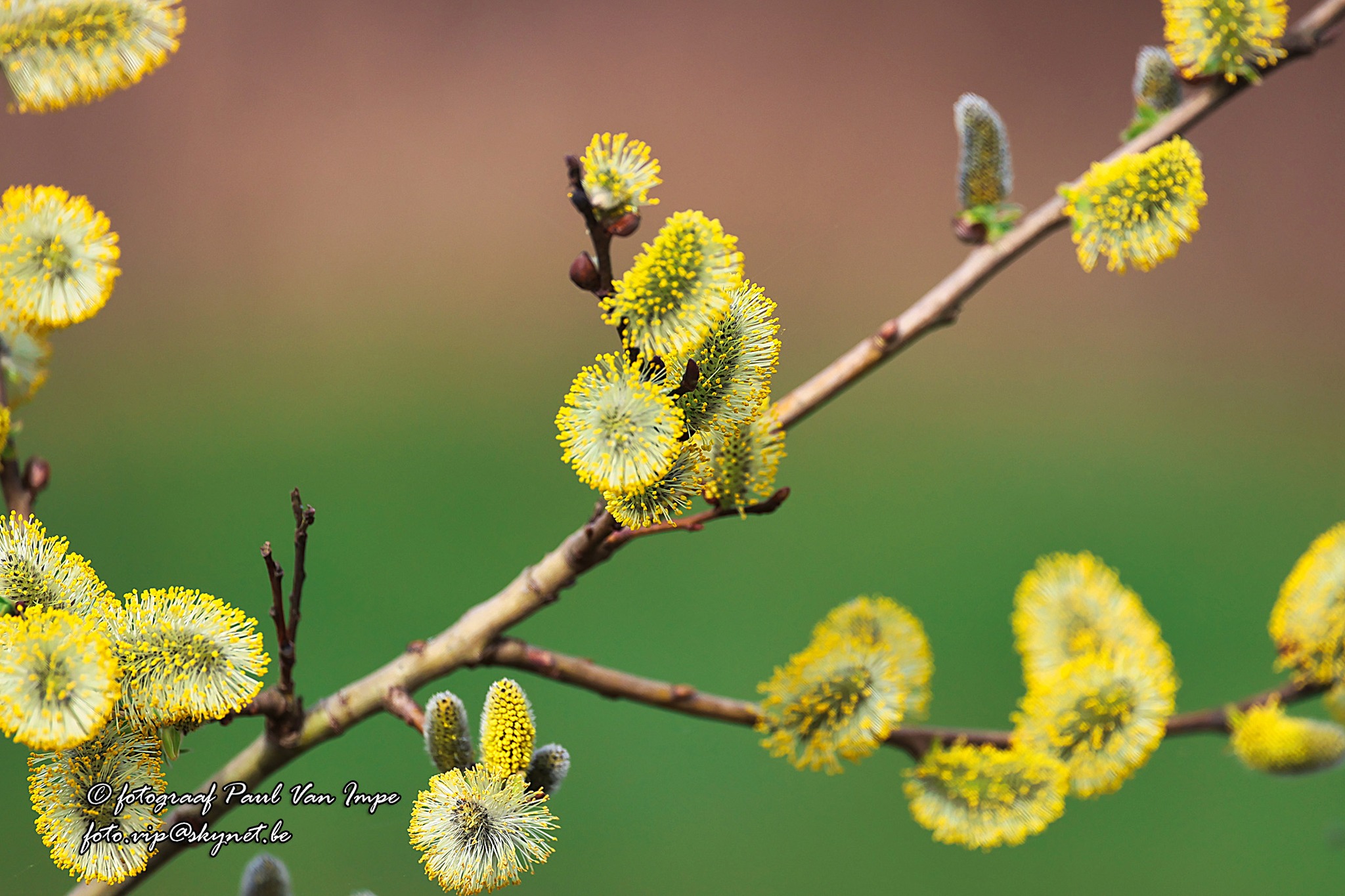 Natuur 8