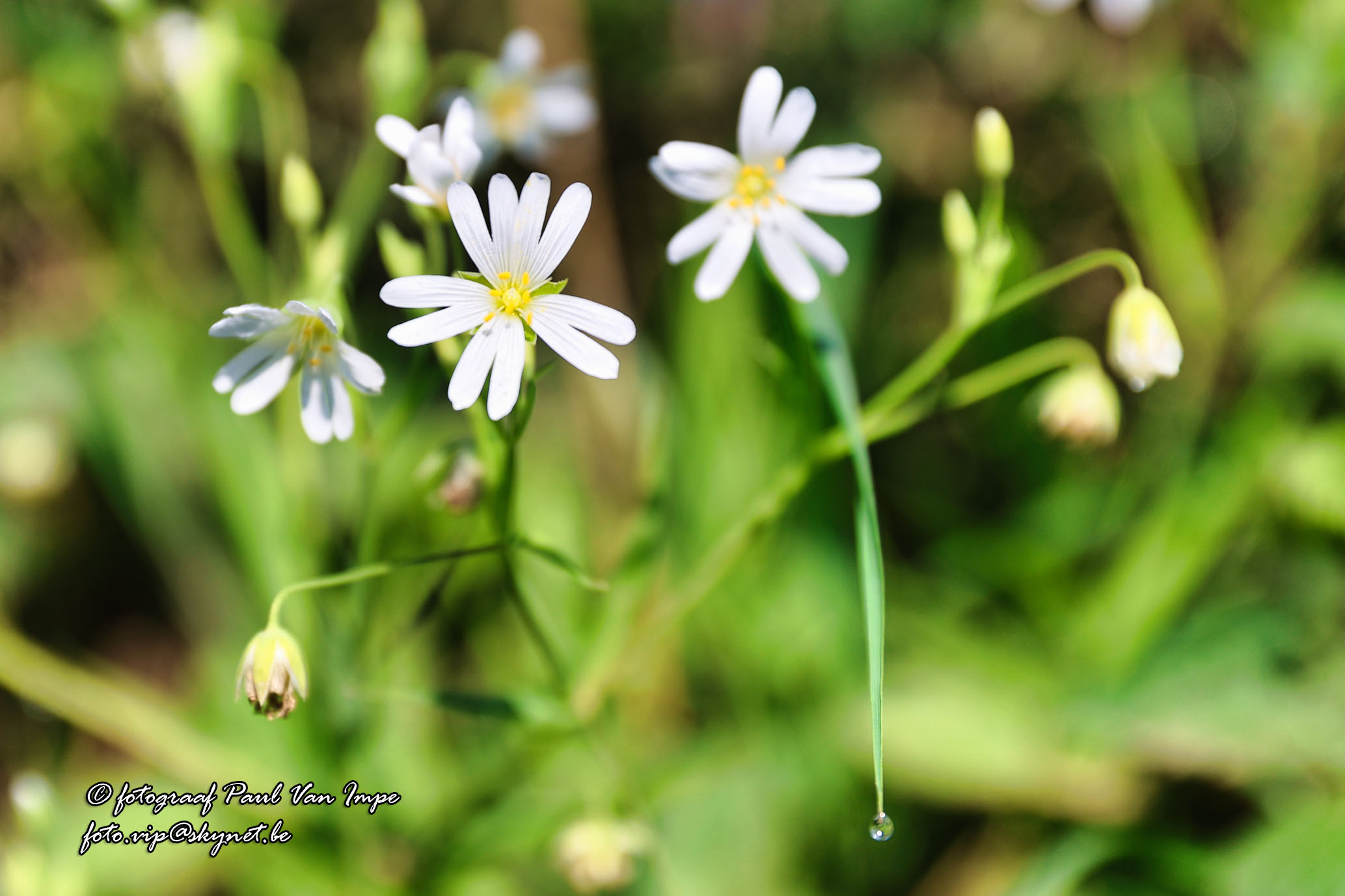 Natuur 9